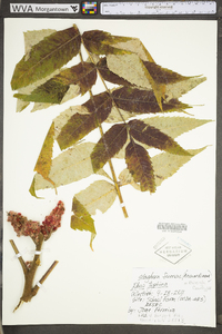 Rhus typhina image